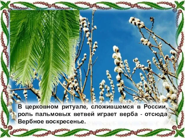 В церковном ритуале, сложившемся в России, роль пальмовых ветвей играет верба - отсюда Вербное воскресенье.