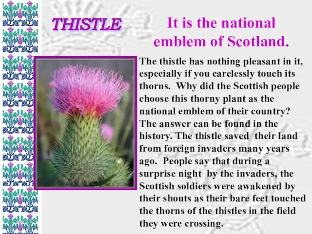 THISTLE It is the national emblem of Scotland. The thistle has