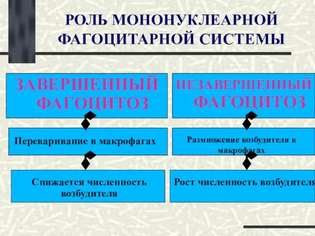 РОЛЬ МОНОНУКЛЕАРНОЙ ФАГОЦИТАРНОЙ СИСТЕМЫ ЗАВЕРШЕННЫЙ ФАГОЦИТОЗ Переваривание в макрофагах НЕЗАВЕРШЕННЫЙ ФАГОЦИТОЗ