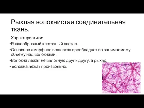 Рыхлая волокнистая соединительная ткань. Характеристики: Разнообразный клеточный состав. Основное аморфное вещество