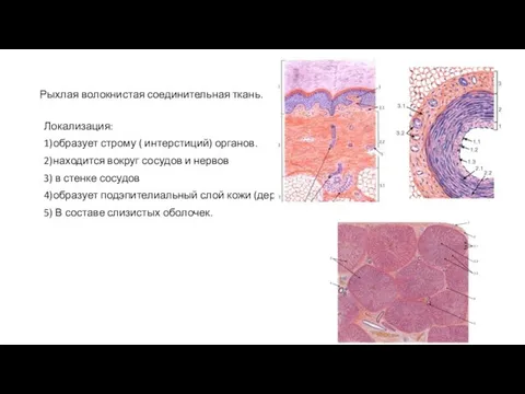 Рыхлая волокнистая соединительная ткань. Локализация: 1)образует строму ( интерстиций) органов. 2)находится