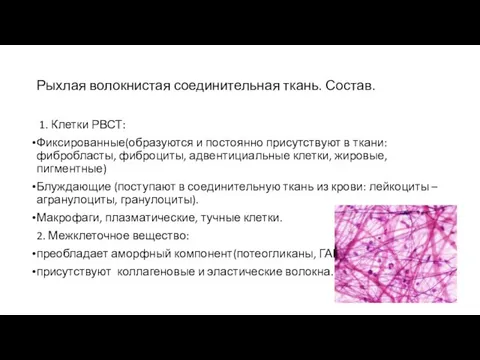 Рыхлая волокнистая соединительная ткань. Состав. 1. Клетки РВСТ: Фиксированные(образуются и постоянно