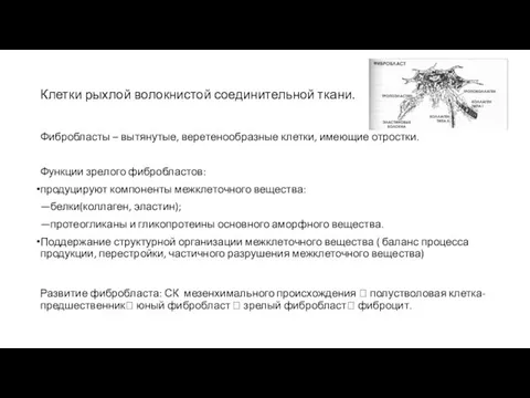 Клетки рыхлой волокнистой соединительной ткани. Фибробласты – вытянутые, веретенообразные клетки, имеющие