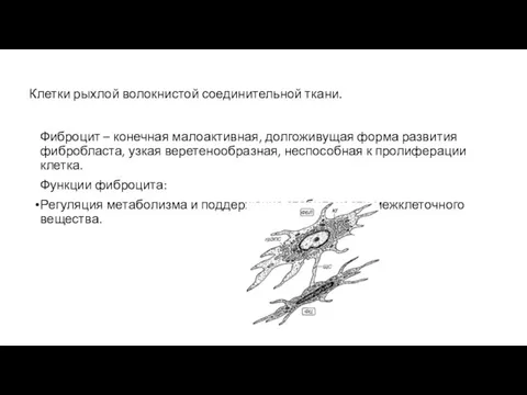 Клетки рыхлой волокнистой соединительной ткани. Фиброцит – конечная малоактивная, долгоживущая форма