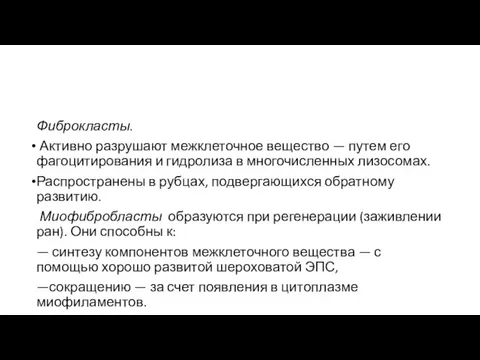 Фиброкласты. Активно разрушают межклеточное ве­щество — путем его фагоцитирования и гид­ролиза