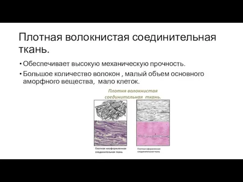 Плотная волокнистая соединительная ткань. Обеспечивает высокую механическую прочность. Большое количество волокон