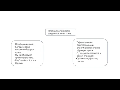 п Плотная волокнистая соединительная ткань Неоформленная: Коллагеновые волокна образуют пучки. Пучки