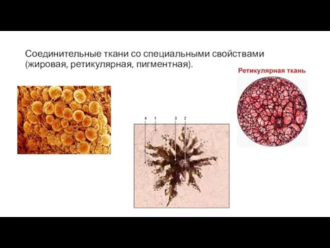 Соединительные ткани со специальными свойствами (жировая, ретикулярная, пигментная).