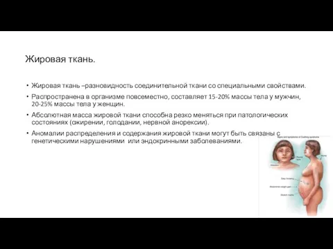 Жировая ткань. Жировая ткань –разновидность соединительной ткани со специальными свойствами. Распространена