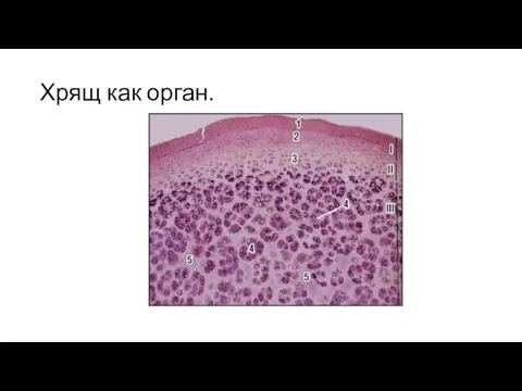 Хрящ как орган.