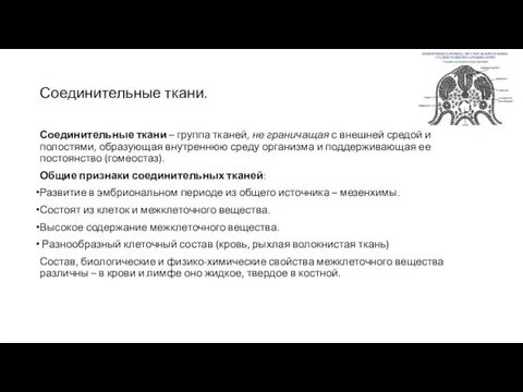 Соединительные ткани. Соединительные ткани – группа тканей, не граничащая с внешней