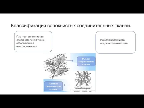 Классификация волокнистых соединительных тканей. Рыхлая волокнистая соединительная ткань Плотная волокнистая соединительная