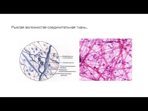 Рыхлая волокнистая соединительная ткань.