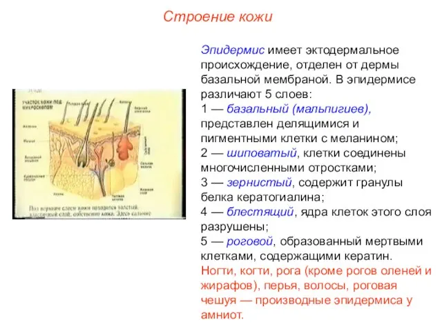 Строение кожи Эпидермис имеет эктодермальное происхождение, отделен от дермы базальной мембраной.