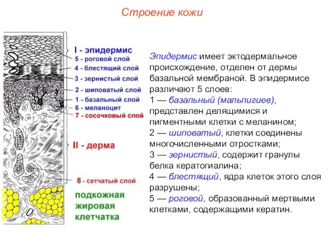 Строение кожи Эпидермис имеет эктодермальное происхождение, отделен от дермы базальной мембраной.