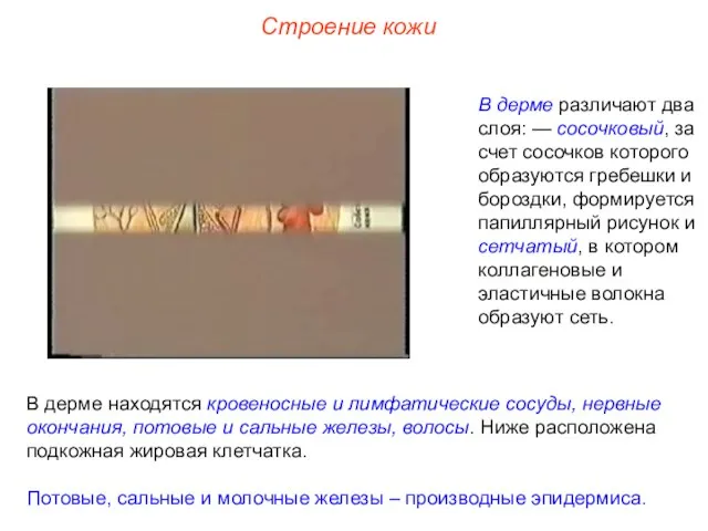 Строение кожи В дерме различают два слоя: — сосочковый, за счет