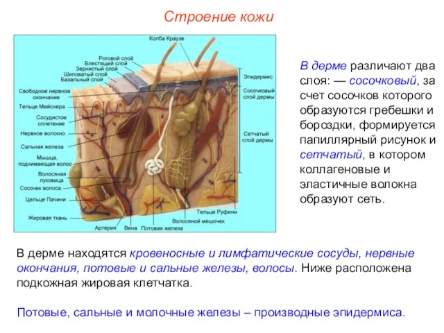 Строение кожи В дерме различают два слоя: — сосочковый, за счет