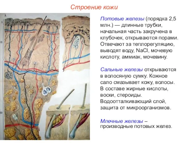 Строение кожи Потовые железы (порядка 2,5 млн.) — длинные трубки, начальная