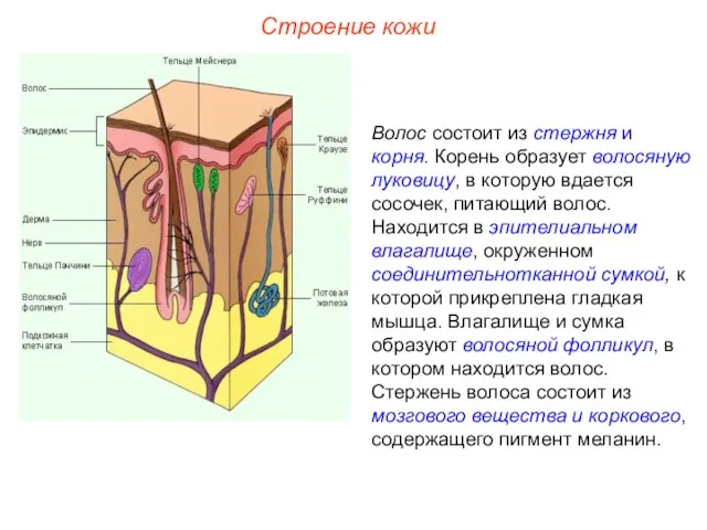 Строение кожи Волос состоит из стержня и корня. Корень образует волосяную