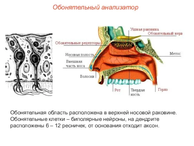 Обонятельный анализатор Обонятельная область расположена в верхней носовой раковине. Обонятельные клетки