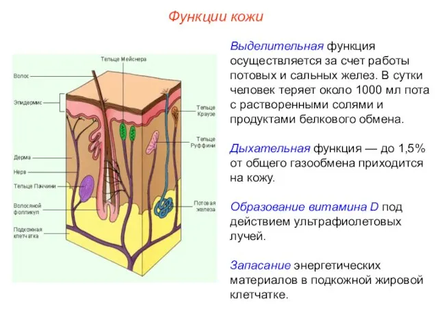 Функции кожи Выделительная функция осуществляется за счет работы потовых и сальных