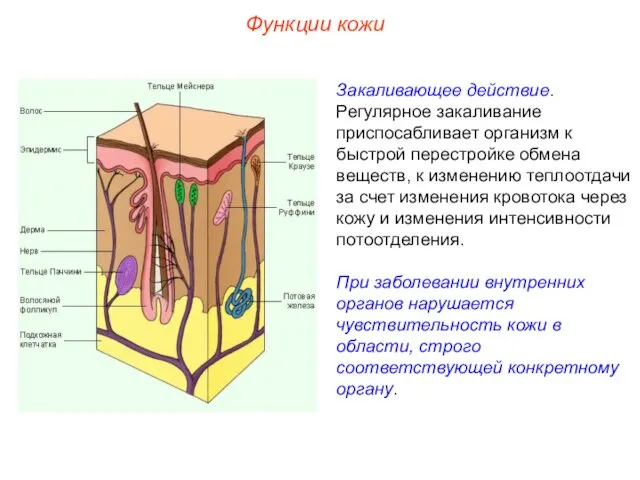 Функции кожи Закаливающее действие. Регулярное закаливание приспосабливает организм к быстрой перестройке