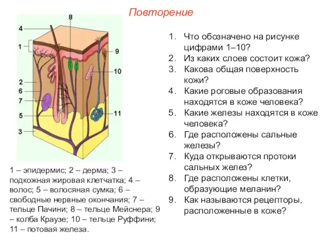 Повторение Что обозначено на рисунке цифрами 1–10? Из каких слоев состоит