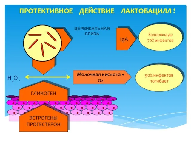 ПРОТЕКТИВНОЕ ДЕЙСТВИЕ ЛАКТОБАЦИЛЛ ! Н2О2 Молочная кислота + О2