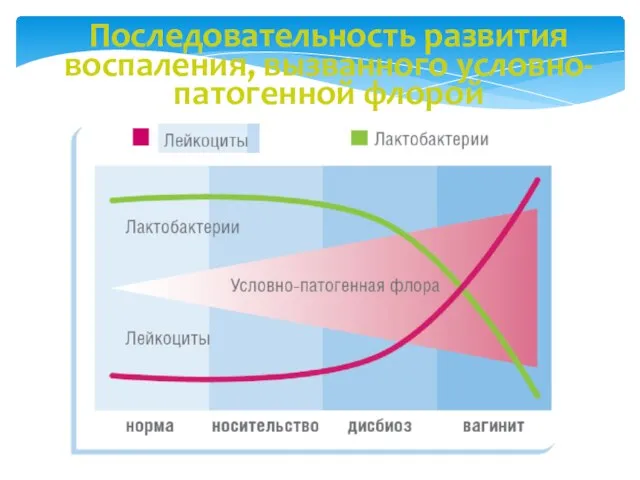 Последовательность развития воспаления, вызванного условно-патогенной флорой