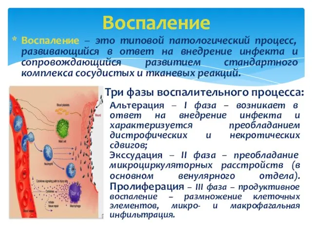 Воспаление Воспаление – это типовой патологический процесс, развивающийся в ответ на