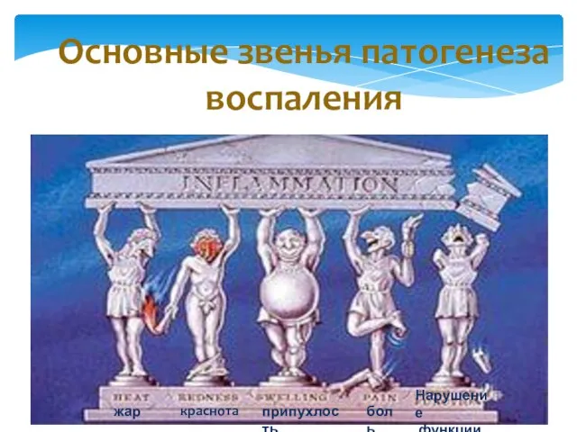 Основные звенья патогенеза воспаления жар краснота припухлость боль Нарушение функции