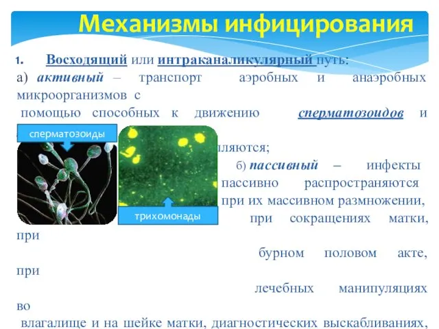 Механизмы инфицирования Восходящий или интраканаликулярный путь: а) активный – транспорт аэробных