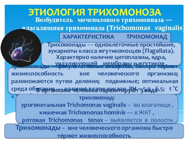 Возбудитель мочеполового трихомониаза —влагалищная трихомонада (Trichomonas vaginalis) ХАРАКТЕРИСТИКА ТРИХОМОНАД Трихомонады —