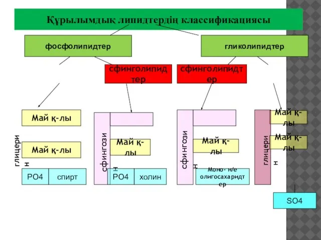 Құрылымдық липидтердің классификациясы фосфолипидтер гликолипидтер сфинголипидтер сфинголипидтер глицерин Май қ-лы Май