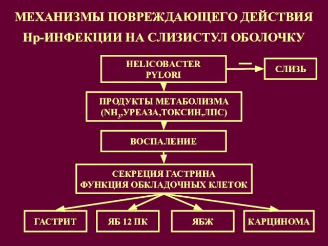 МЕХАНИЗМЫ ПОВРЕЖДАЮЩЕГО ДЕЙСТВИЯ Нр-ИНФЕКЦИИ НА СЛИЗИСТУЛ ОБОЛОЧКУ HELICOBACTER PYLORI ПРОДУКТЫ МЕТАБОЛИЗМА