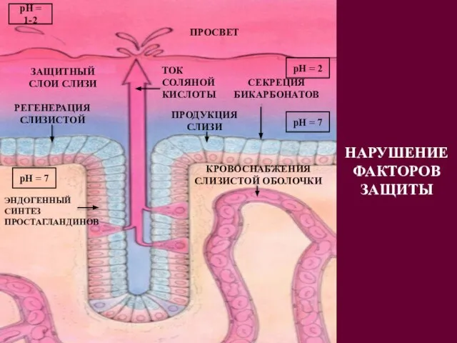 ПРОСВЕТ ЭНДОГЕННЫЙ СИНТЕЗ ПРОСТАГЛАНДИНОВ ЗАЩИТНЫЙ СЛОИ СЛИЗИ ТОК СОЛЯНОЙ КИСЛОТЫ РЕГЕНЕРАЦИЯ