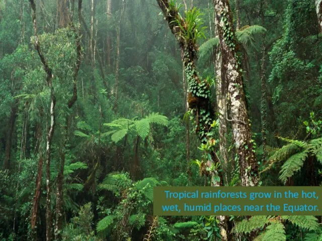 Tropical rainforests grow in the hot, wet, humid places near the Equator.