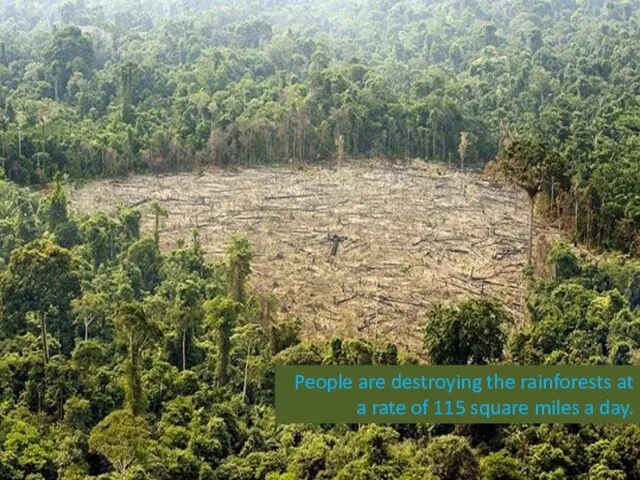People are destroying the rainforests at a rate of 115 square miles a day.