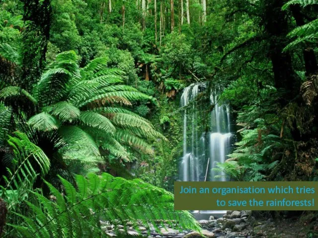 Join an organisation which tries to save the rainforests!