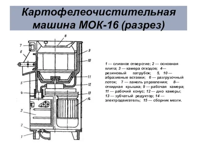 Картофелеочистительная машина МОК-16 (разрез) 1 — сливное отверстие; 2 — основная