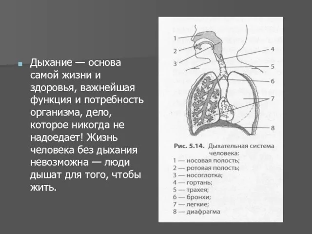 Дыхание — основа самой жизни и здоровья, важнейшая функция и потребность