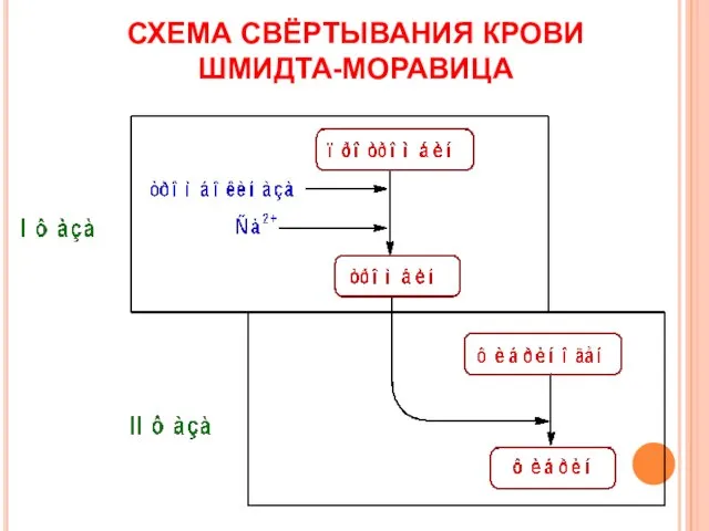 СХЕМА СВЁРТЫВАНИЯ КРОВИ ШМИДТА-МОРАВИЦА