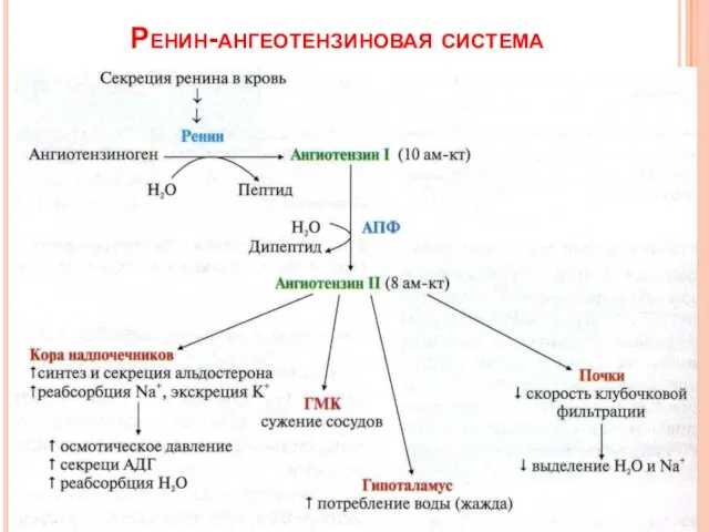 Ренин-ангеотензиновая система