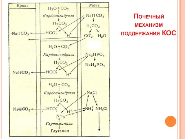 Почечный механизм поддержания КОС