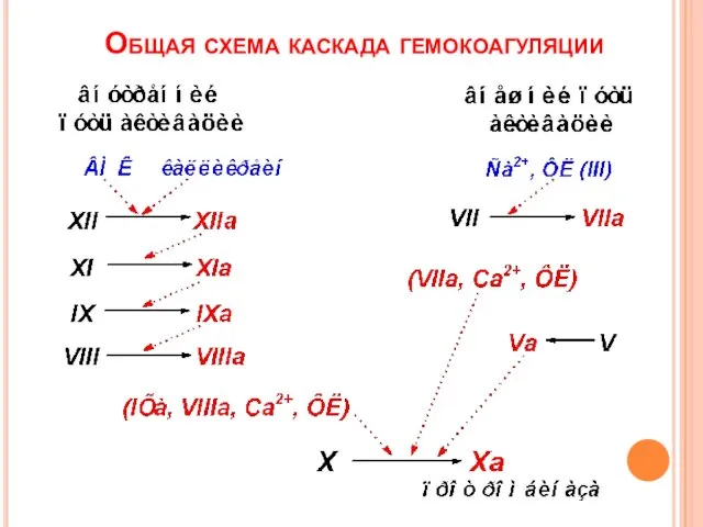 Общая схема каскада гемокоагуляции