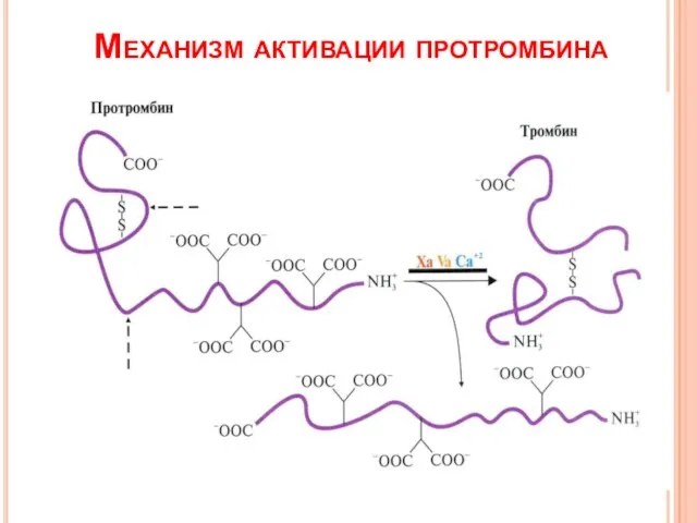 Механизм активации протромбина