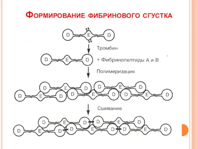 Формирование фибринового сгустка