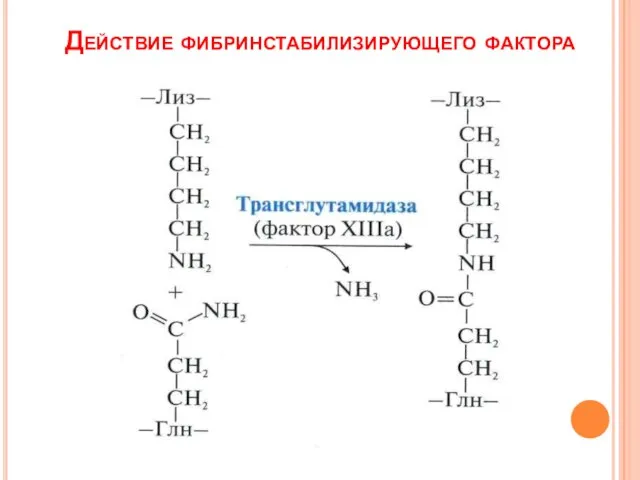 Действие фибринстабилизирующего фактора