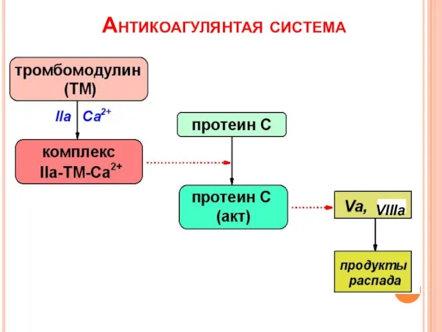 Антикоагулянтая система VIIIa
