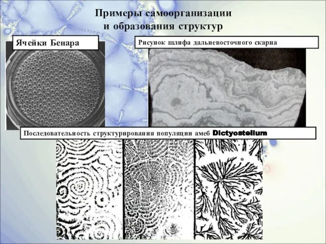 Примеры самоорганизации и образования структур Рисунок шлифа дальневосточного скарна Ячейки Бенара Последовательность структурирования популяции амеб Dictyostelium